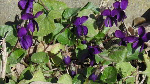 фиалковый торт-мусс с черникой весна в тулузе