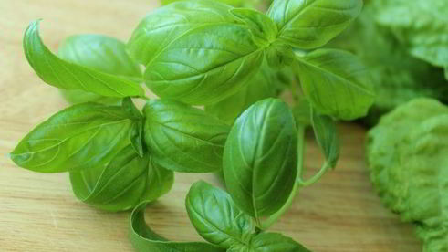 шоколадный десерт с базиликом