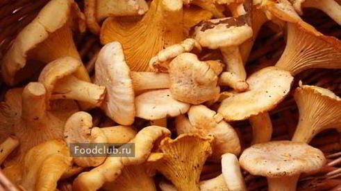 грибы-кокот