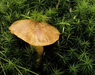 Вареные грибы моховики