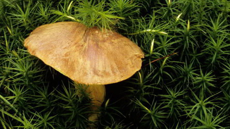 Рецепт вареных грибов моховики