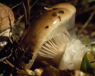 Жаренные грибы мокрухи еловые