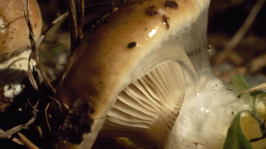 Рецепт жаренных грибов мокрухи еловые