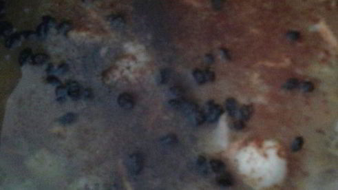 плов из курицы на здоровье