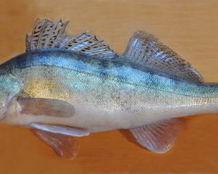 Балык из судака