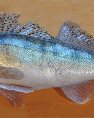 Балык из судака