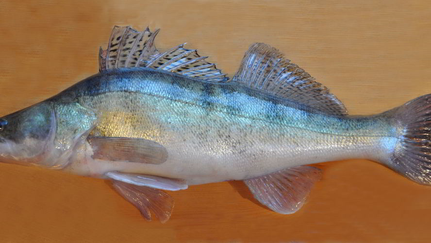 Рецепт балыка из судака