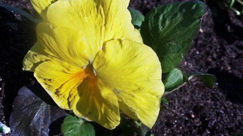 тефтельки с трехцветной пастой и овощной подливой