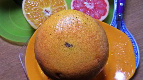 чай пуэр с цитрусами и бальзамом