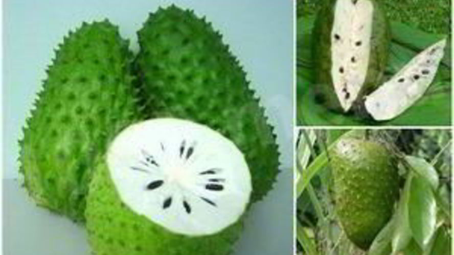 Рецепт чая с саусепом