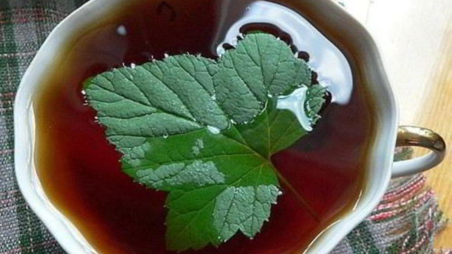 Рецепт чая татарского со смородиной и медом