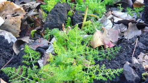 клубнично-смородиновый чай с фенхелем