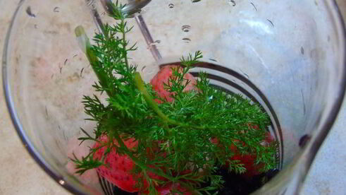 клубнично-смородиновый чай с фенхелем