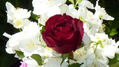 летний цветочный чай для подруг