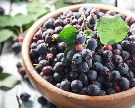 Домашнее вино из ирги