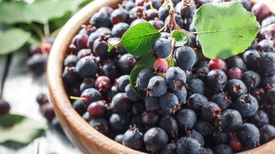 Рецепт домашнего вина из ирги