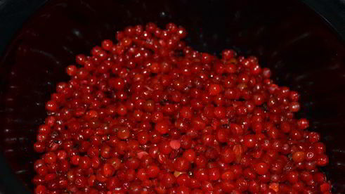 морс из калины