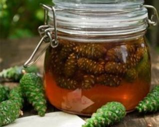 Сироп из сосновых шишек