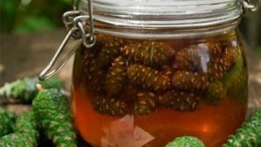 Рецепт сиропа из сосновых шишек