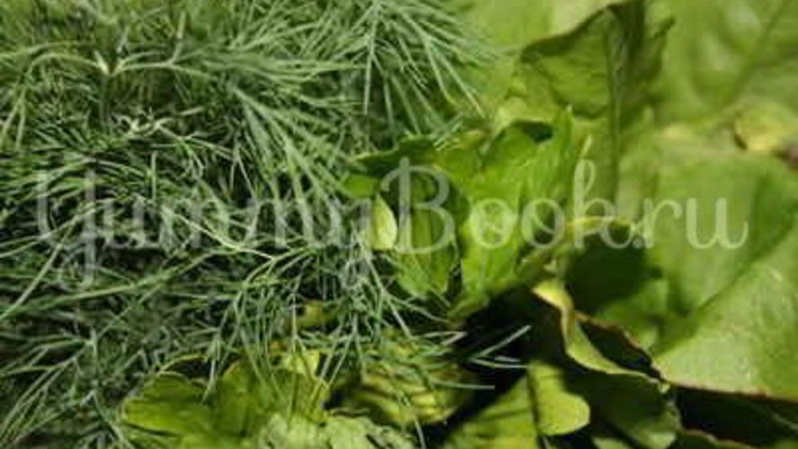 Рецепт борща летнего щавелевого