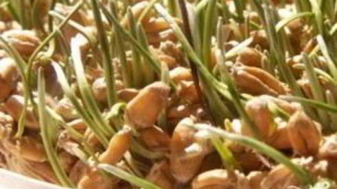 щи московские