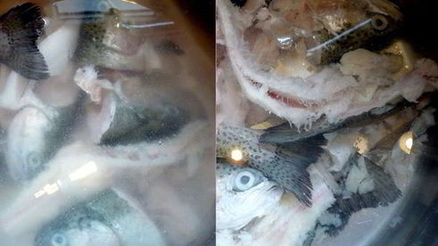 средиземноморская уха с гриссини жил отважный капитан