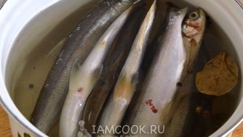 уха из ряпушки