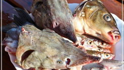 уха по-царски из петуха