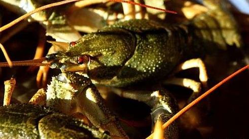 уха с речной рыбы