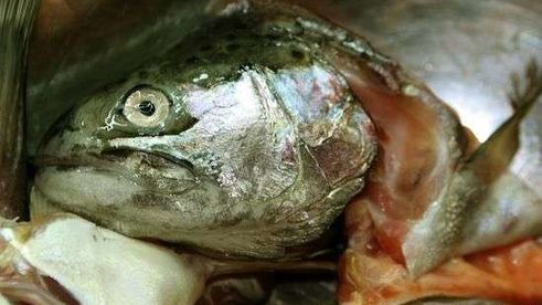 уха с речной рыбы