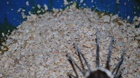 овсяное печенье орешек для золушки