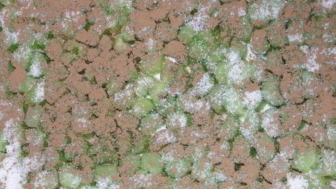 пирог с ревенем