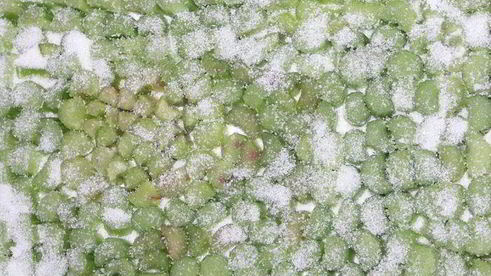 пирог с ревенем