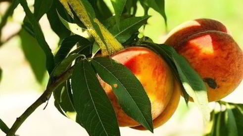 пирог со сливами, яблоками и персиками