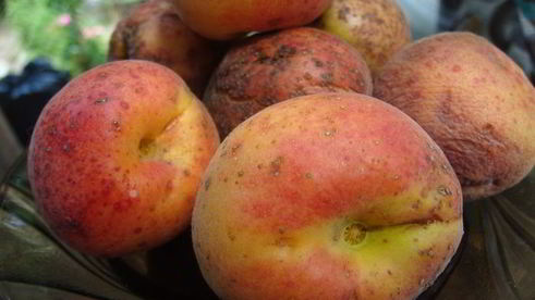 торт-пирог счастье