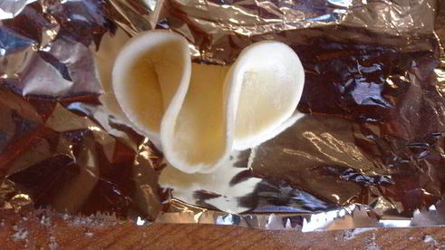 слойки волк