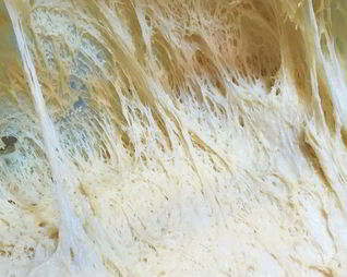 Медовое дрожжевое тесто