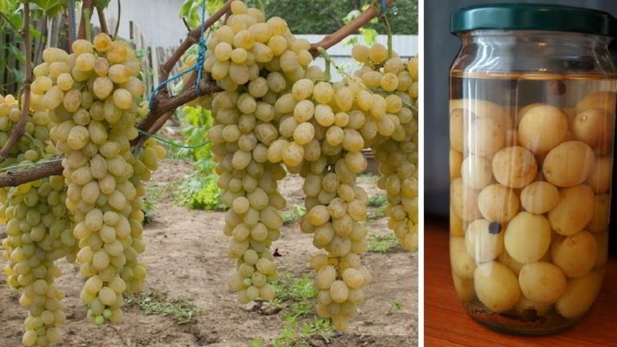 Рецепт маринованного винограда