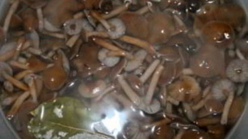 маринованные опята с корицей