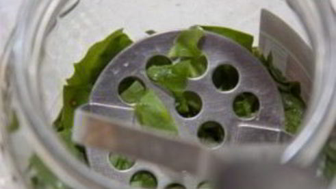 щавель на зиму в банках