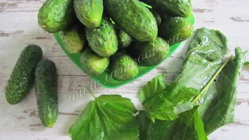 хрустящие малосольные огурцы