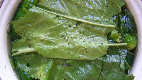 малосольные огурцы быстрой засолки