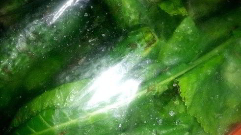 малосольные огурцы всухую