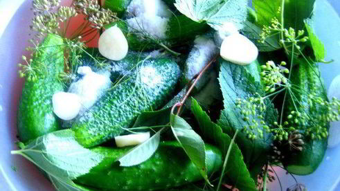 малосольные огурцы всухую