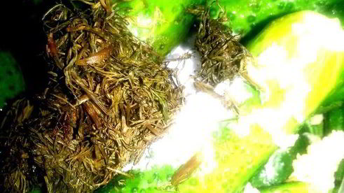 малосольные огурцы всухую