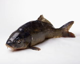 Соленый карпа