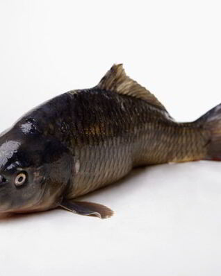 Соленый карпа