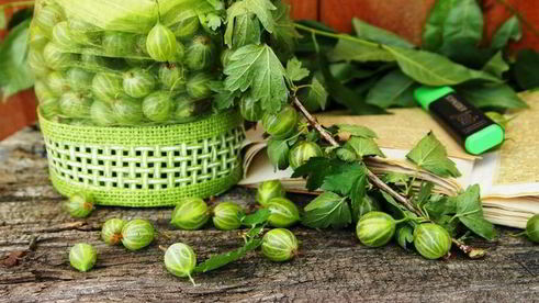 янтарное варенье из крыжовника