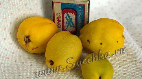 японская айва на зиму