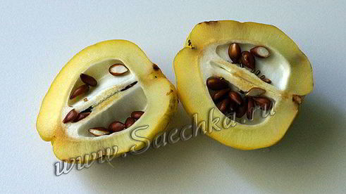 японская айва на зиму